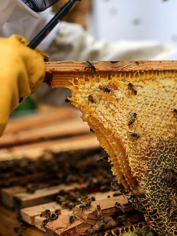 Beginning Beekeeping: Getting Started with Urban Beekeeping