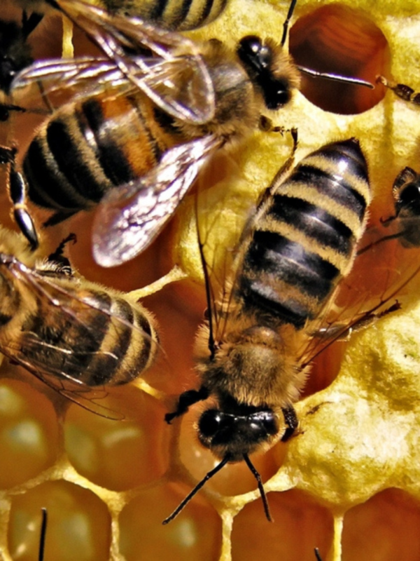 Intermediate Beekeeping: Getting Through the First Year