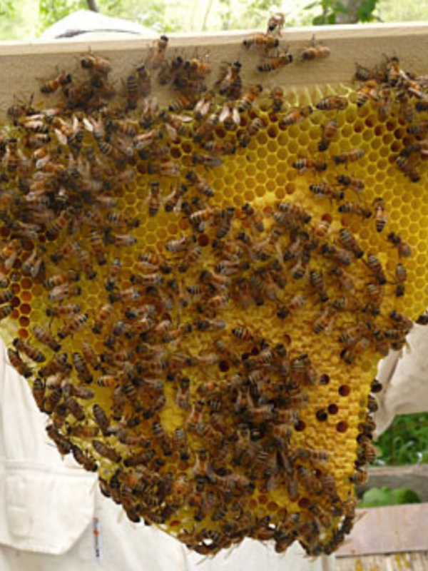 Beginning Beekeeping: Getting Started with Urban Beekeeping - Image 4