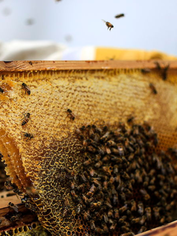 Beginning Beekeeping: Getting Started with Urban Beekeeping