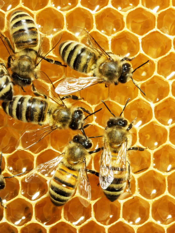 Beginning Beekeeping: Getting Started with Urban Beekeeping - Image 3