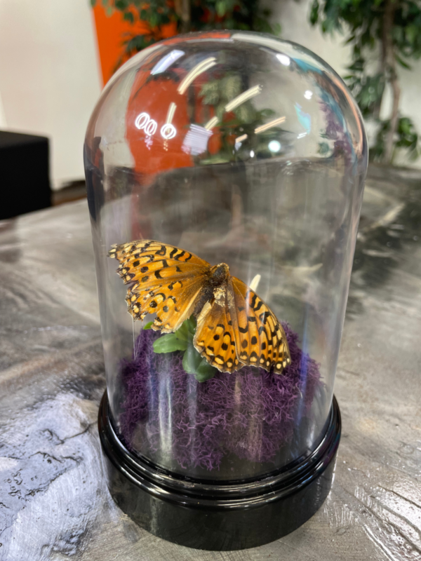 SMALL BITES SERIES: Preparing Butterfly Specimens for Display