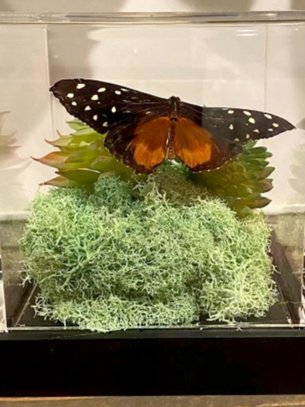 SMALL BITES SERIES: Preparing Butterfly Specimens for Display - Image 8