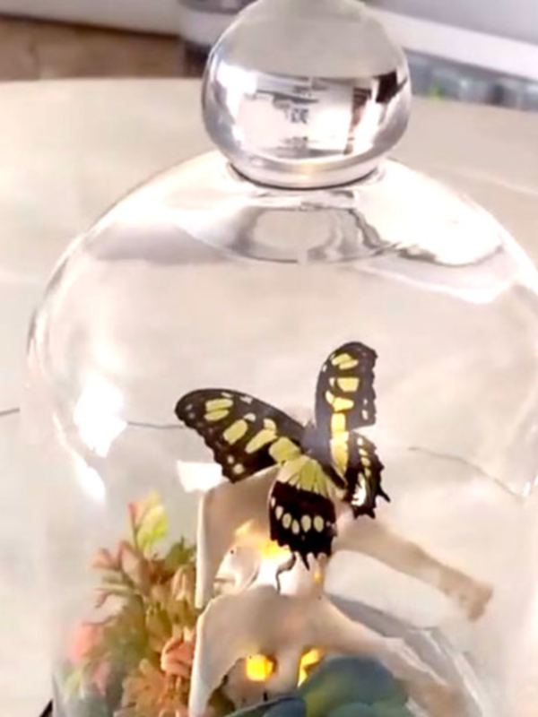 SMALL BITES SERIES: Preparing Butterfly Specimens for Display - Image 7