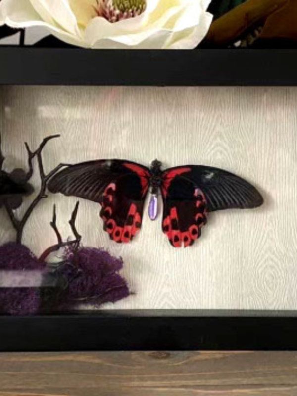 SMALL BITES SERIES: Preparing Butterfly Specimens for Display - Image 6