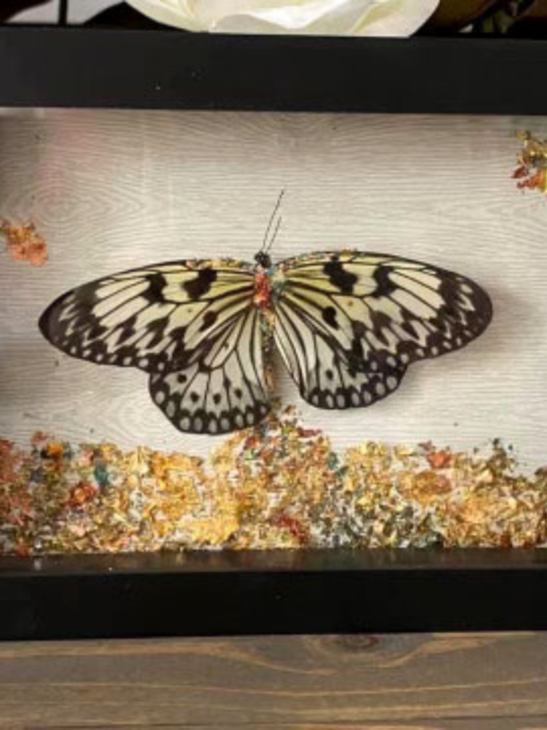 SMALL BITES SERIES: Preparing Butterfly Specimens for Display - Image 5