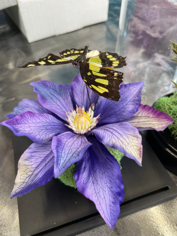 SMALL BITES SERIES: Preparing Butterfly Specimens for Display