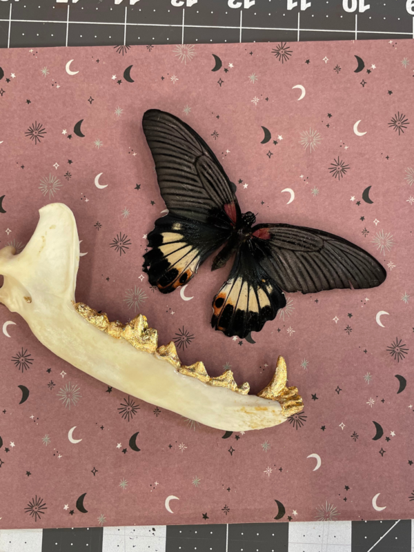 SMALL BITES SERIES: Preparing Butterfly Specimens for Display - Image 12