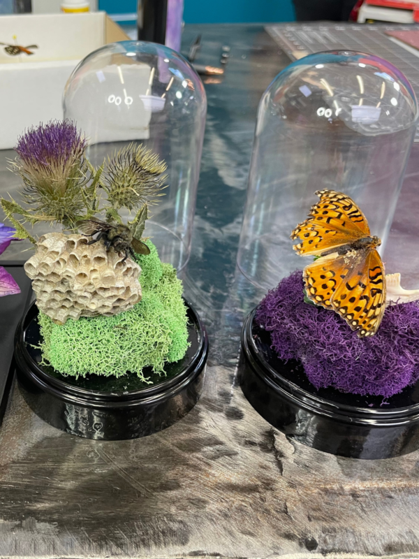 SMALL BITES SERIES: Preparing Butterfly Specimens for Display - Image 13