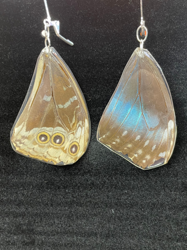 SMALL BITES SERIES: Preparing Butterfly Specimens for Display - Image 14