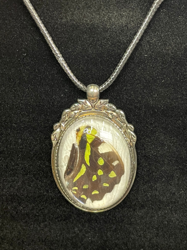 SMALL BITES SERIES: Preparing Butterfly Specimens for Display - Image 9