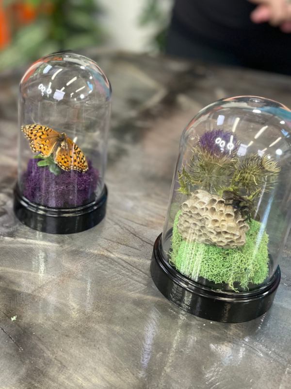 SMALL BITES SERIES: Preparing Butterfly Specimens for Display - Image 3
