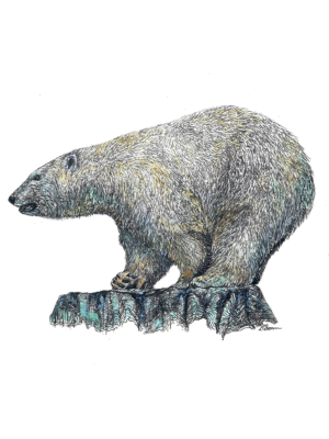 Detailed Animal Drawing in Pen and Watercolor