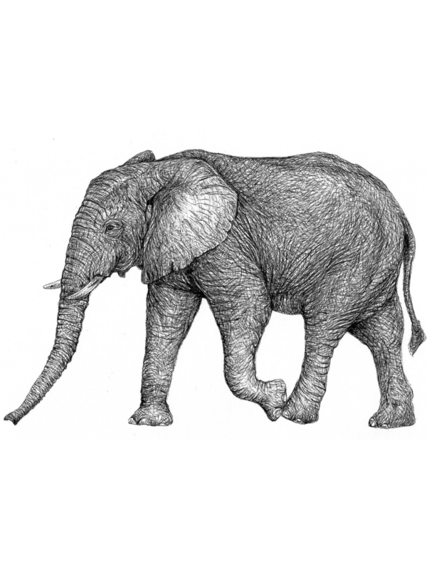 Detailed Animal Drawing in Pen and Watercolor