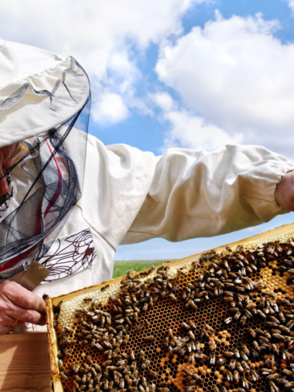 Intermediate Beekeeping: Getting Through the First Year - Image 4