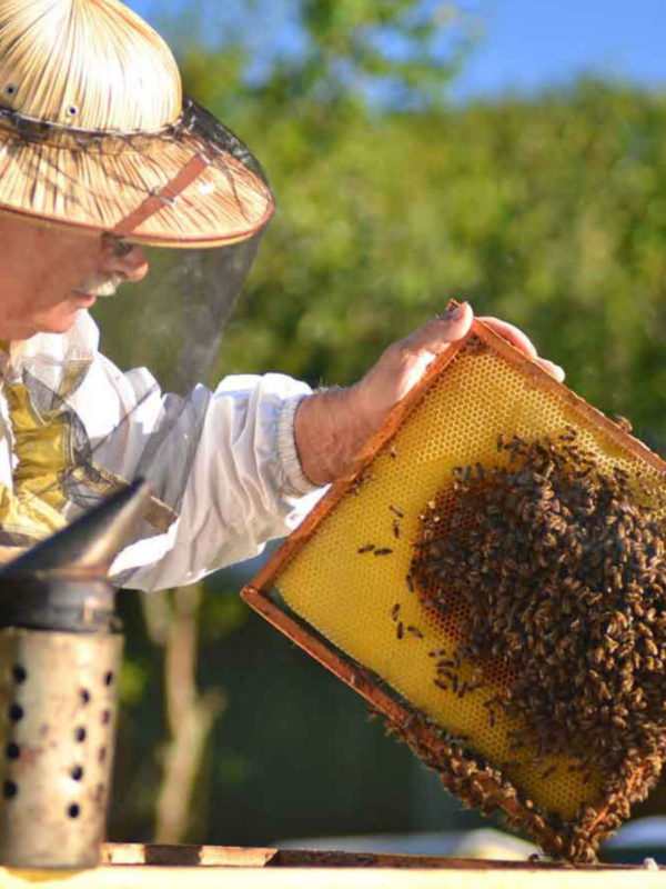 Intermediate Beekeeping: Getting Through the First Year