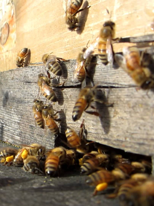 Intermediate Beekeeping: Getting Through the First Year - Image 3