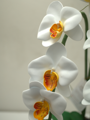 How to Make Realistic Orchids in Craft Foam